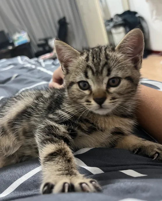 到家第一晚，瞧这小爪子