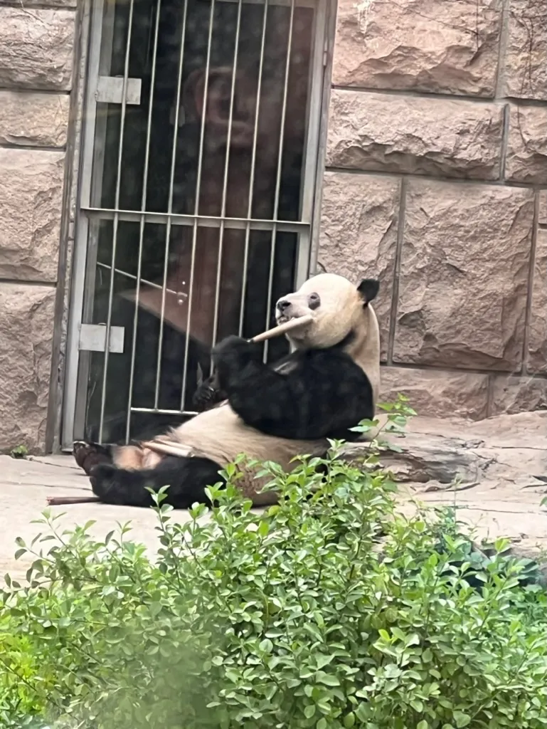 北京动物园看国宝